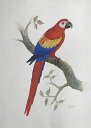 コンゴーウインゴ 鳥の絵 手描き 絶滅種 ポスター 額入り 世界の鳥 インテリア 壁掛け 送料無料