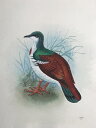 カマバネキヌバト 鳥の絵 手描き 絶滅種 ポスター 額入り 世界の鳥 インテリア 壁掛け 送料無料