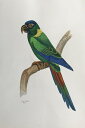 キュリムネコンゴウインコ 鳥の絵 手描き 絶滅種 ポスター 額入り 世界の鳥 インテリア 壁掛け 送料無料