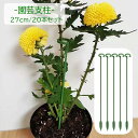 送料無料 園芸支柱 20本組セット 27cm 支柱 観葉植物 花ささえ 花支え ガーデニング用品 園芸用資材 固定 農業用 家庭菜園 散乱予防 転倒予防 組み立て簡単 差込むだけ ナチュラル 単色 目立ちにくい シンプル 果物 野菜 花 多肉植物 広がり防止 鉢植え 緑