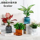 送料無料 植木鉢 自動給水 プランター 室内栽培 貯水槽付き フラワーポット 観葉植物 水やり おしゃれ シンプル プラスチック 無地 クリア 花 ハーブ 多肉...