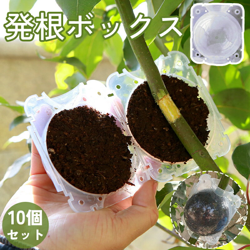 送料無料 発根ボックス 10個セット 取り木ボール 植物 繁殖 株分け 育成 発根装置 家庭菜園 簡単取付け 透明 クリア ガーデニング 園芸用品 根成長 挿し...