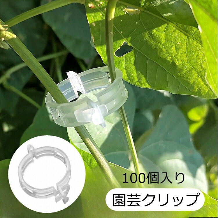 ̵ ݥå 100  Ͷå å  ץ饹å  ǥ˥ ʪ  Ĥ  ݡ...