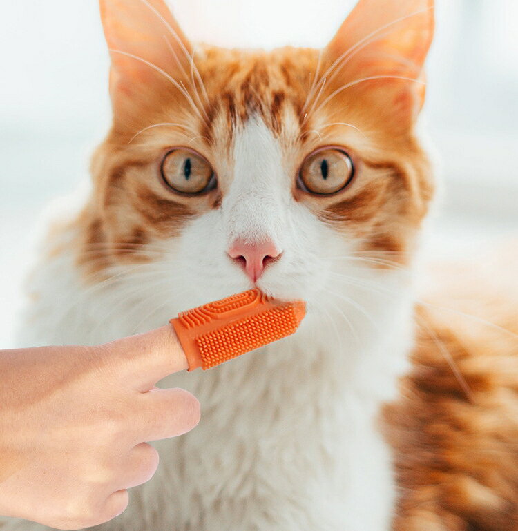 ����̵�� �ڥå��ѻ��֥饷 �إ��å��� �� ���� ǭ �ͥ� ���᤭ ���餫�� ���� ���� �ٶݽ��� �ǥ󥿥륱�� ������ͽ�� ���Х���