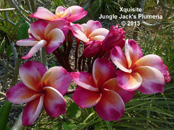 プルメリア エクスクィジット Xquisite 4寸 1鉢 苗木 1本立ちで分枝するタイプ ミディアムサイズ スパイシースウィートの香り
