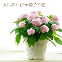 送料無料 母の日ギフト アジサイ プレゼント お花 鉢植え あじさい 伊予獅子手毬（いよししてまり）5号 紫陽花 珍しい