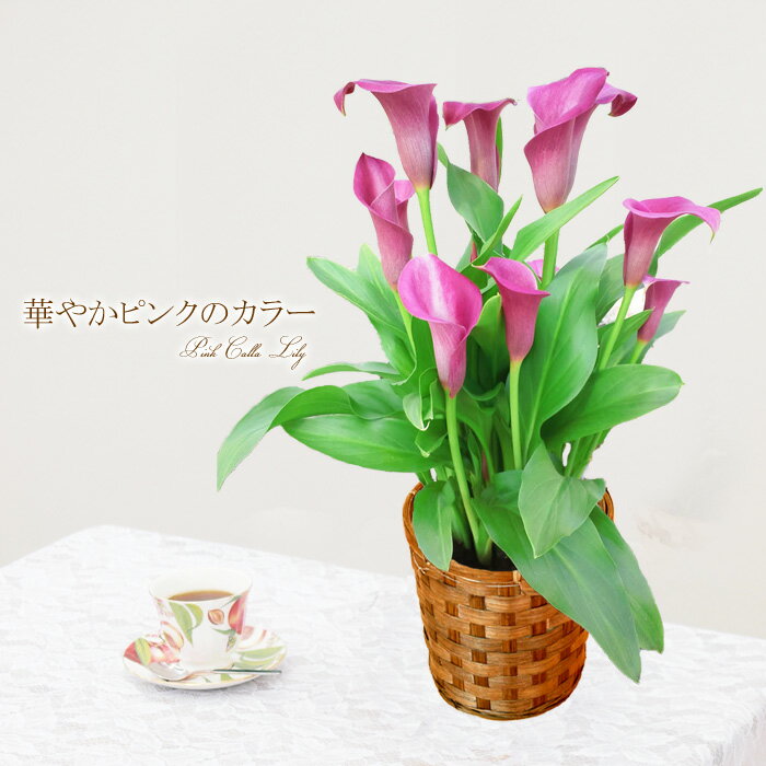 母の日 ギフト プレゼント 花 鉢植え 華やかピンクのカラー 2019 珍しい