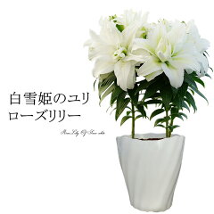 https://thumbnail.image.rakuten.co.jp/@0_mall/gekihana/cabinet/00935038/whiteriri/edo-wrl-1.jpg