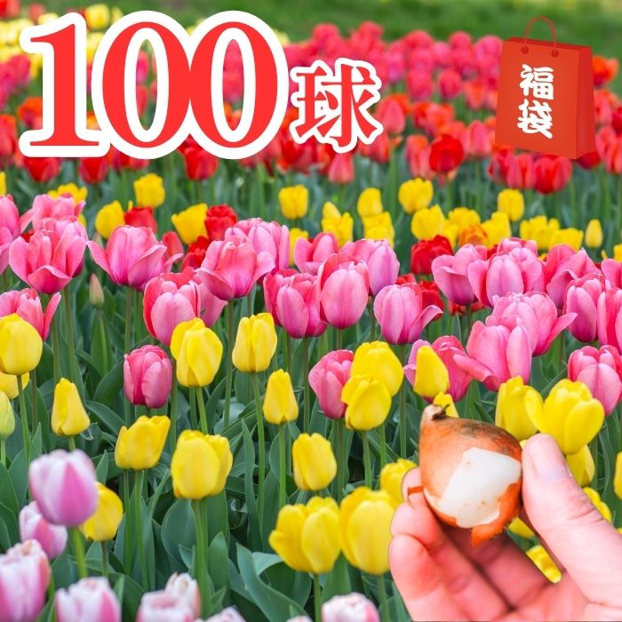 【福袋】チューリップ球根 50球！100球！200球！500球！1000球！色とりどり4色MIX＆単色（品種お任せ普通咲き＆変わり咲）