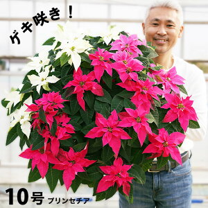 花 クリスマス ポインセチア 鉢 王様のプリンセチア　ピンクの3色植え　10号特大株　直径90センチ×高さ60センチの迫力ポインセチア！鉢植え 花 ギフト 最終出荷は、12月13日です。【北海道・東北・寒冷地配送不可】