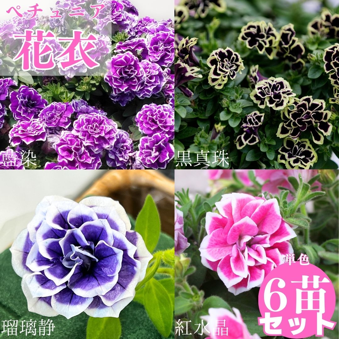 【予約】ペチュニア 花衣シリーズ 藍染 黒真珠 瑠璃静 紅水晶 単色販売 3.5号ポット苗6苗セット