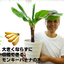 ゲキハナ 花の鉢植え 来年には収穫できるかも！コンパクトで育てやすい ドワーフモンキーバナナ 6号大苗（7号の鉢つきです） 通販 【ラッピング・メッセージカード不可】