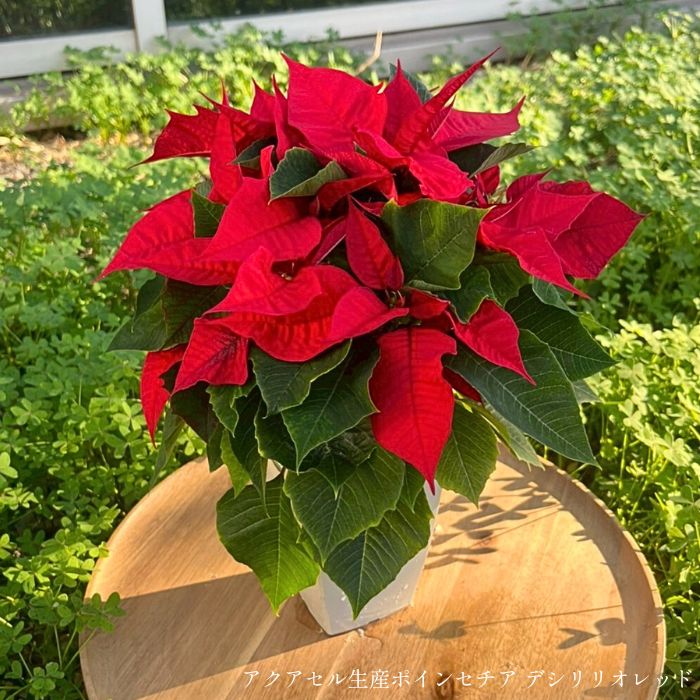 【11/25日〜出荷】アクアセル栽培の長持ちポインセチア＆プリンセチアと幻想パンジー マジックアワー