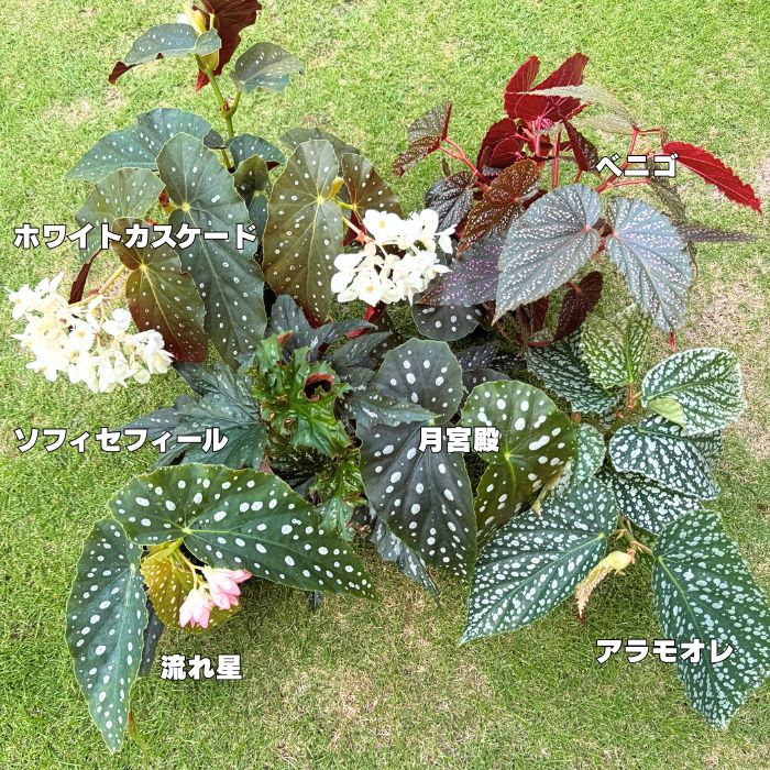 木立ベゴニア 流れ星 アラモオレ ベニゴ 月宮殿 ホワイトカスケード 4号鉢 観葉植物 耐寒性 花の楽しめる インテリア グリーン 初心者向け 丈夫 育てやすい 葉がキレイ 【産地直送】
