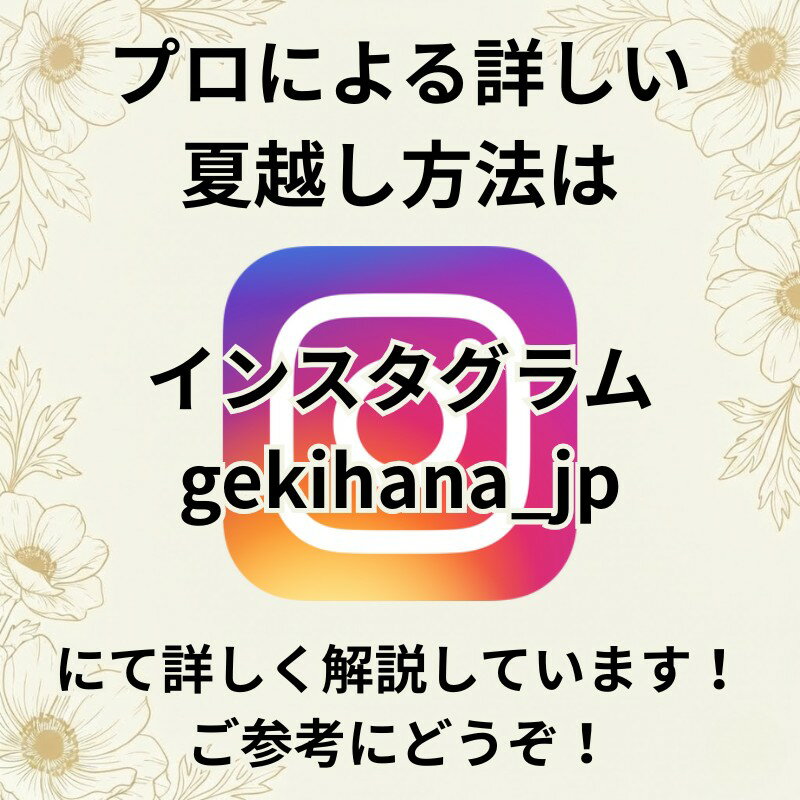 大株ウィンティ 5号 新色ブルーピコティ ピーチ プリムラ マラコイデス