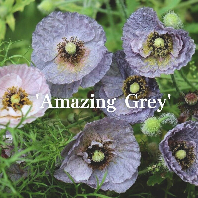 SNSで話題沸騰！ガーデナー憧れの「アメージンググレイ」がついに入荷しました。 まるで和紙のように薄く、繊細な花びら。光に透かすと、スモーキーなグレー、憂いを帯びたモーヴピンク、深い紫が複雑に混じり合い、息をのむような美しさを見せてくれます...