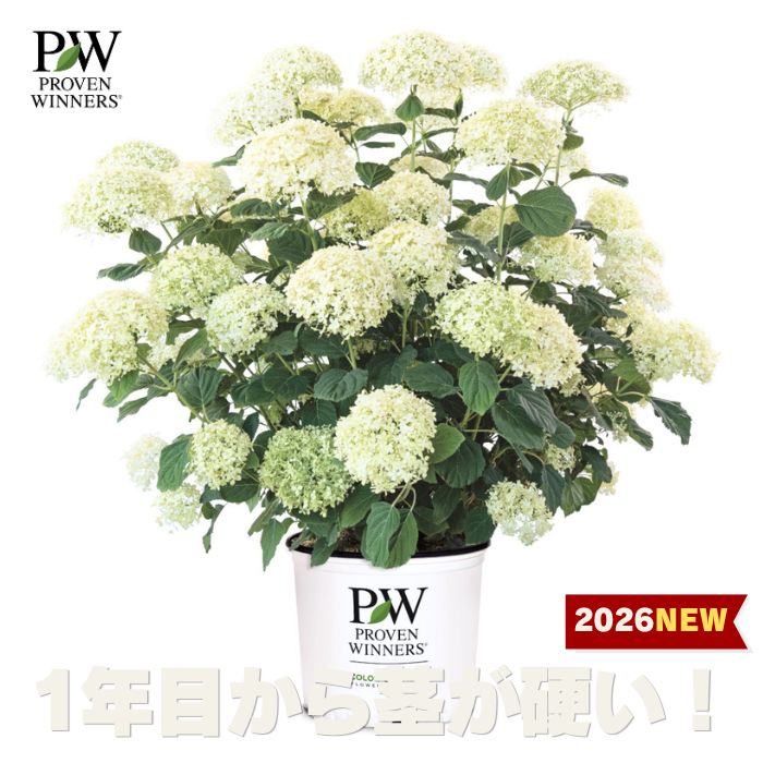 PW アナベル（アジサイ） ミディ スタンディア 11センチポット苗 （10/14日より出荷）