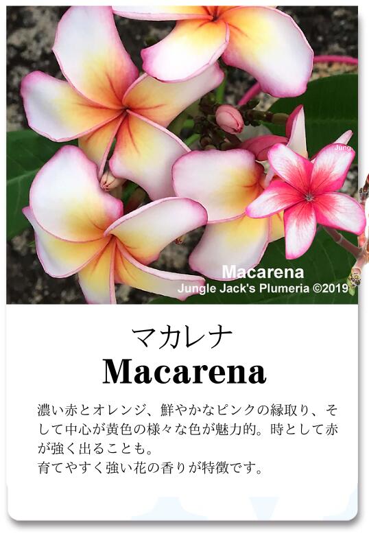 Rakuten - プルメリア マカレナ macarena 5寸 1鉢 苗木 1本立ちで分枝するタイプ 　産地直送 タイのジャングルジャックス社の信頼のブランドです！ 鉢植え 未開花株 ハイワイアンレイフラワー フランジパニ
