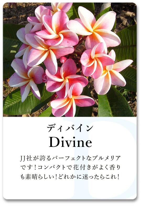 プルメリア ディバイン Divine 5寸 1鉢 苗木 分枝するドワーフタイプ ストロングフローラルの香り 産地直送 タイのジャングルジャックス社の信頼のブランドです！ 鉢植え 未開花株 ハイワイアンレイフラワー フランジパニ
