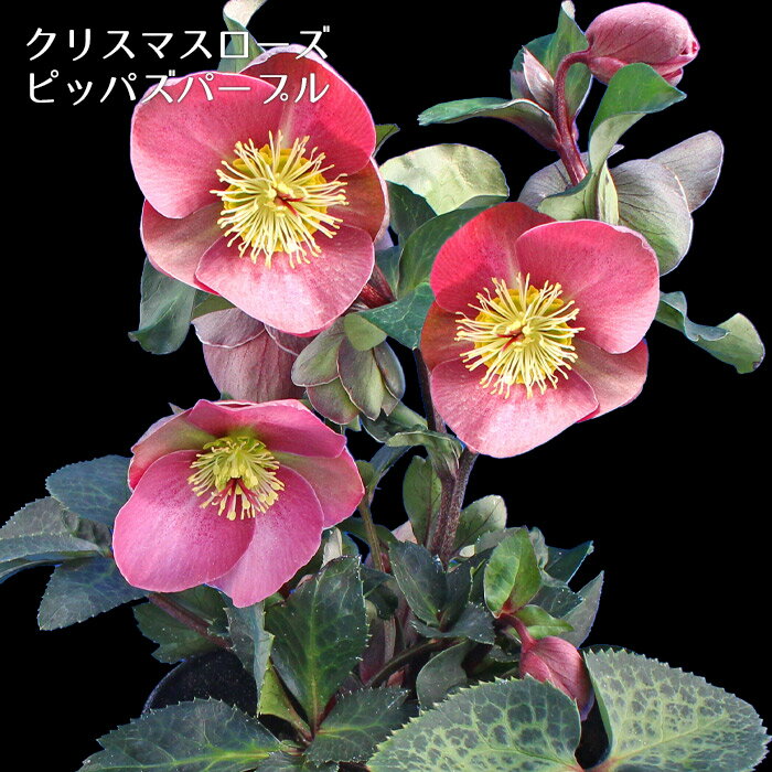 開花株 クリスマスローズ ピッパズパープル 5寸 鉢植え 苗 ブランド品種が目白押し アンティークカラー【ラッピング・メッセージカード不可】のサムネイル