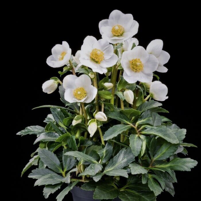 オトナ色のクリスマスローズ ビアンカ 蕾付きから開花株 5寸 鉢植え 苗 ブランド品種が目白押し！ クリスマスローズ ニゲル アンティークカラー【ラッピング・メッセージカード不可】のサムネイル