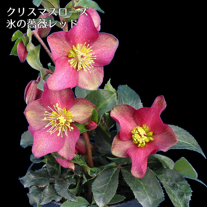 開花株 クリスマスローズ 氷の薔薇レッド 5寸 鉢植え 苗 ブランド品種が目白押し アンティークカラー【ラッピング・メッセージカード不可】のサムネイル