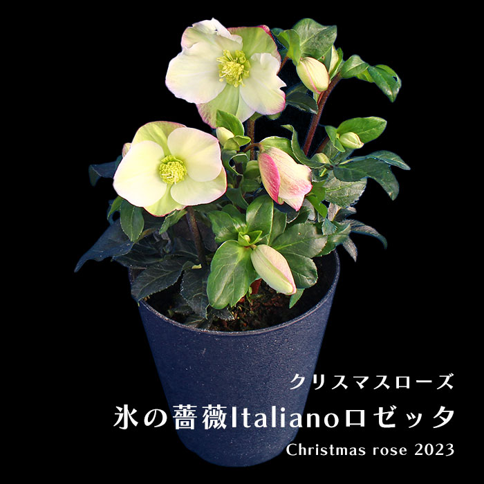 プレミアム クリスマスローズ 氷の薔薇 6寸 6品種セット