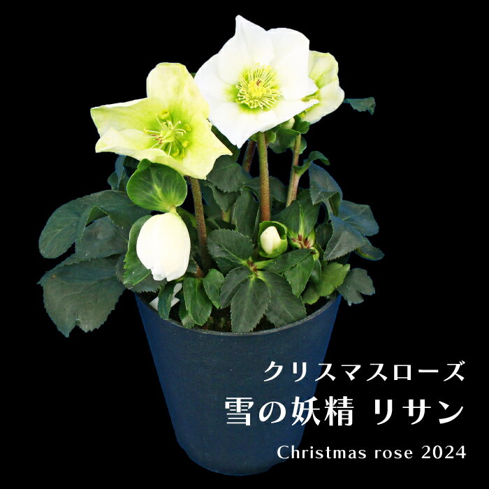 開花株 クリスマスローズ 雪の妖精リサン 5寸 鉢植え 苗 ブランド品種が目白押し 2024最新品種【ラッピング・メッセージカード不可】のサムネイル