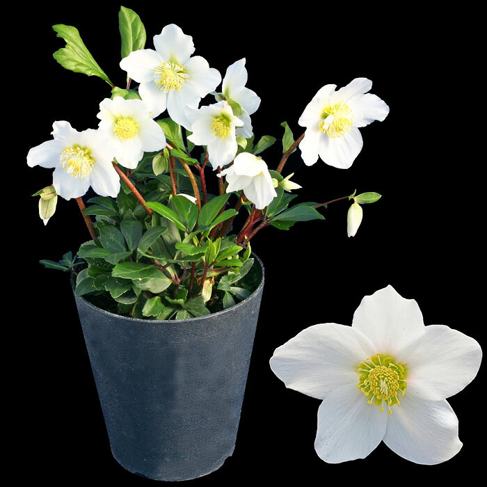 オトナ色のクリスマスローズ パウロ 蕾付きから開花株 5寸 鉢植え 苗 ブランド品種が目白押し！ クリスマスローズ ニゲル アンティークカラー【ラッピング・メッセージカード不可】