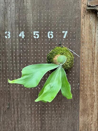 ビカクシダ　P.'Deja vu' (Hybrid from P.Sailor Moon x P.Twilight)6 現品販売 産地直送 groote plantage