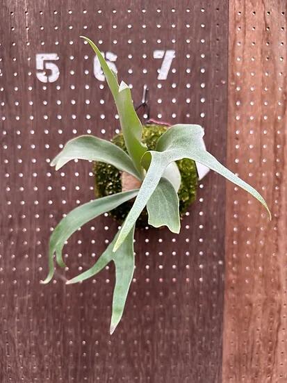 ӥP.'Ice age'(P.ssfoong x P.Pewchan 'Snow Queen F304')3  ľ ...