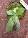 ビカクシダ P.'Rmoon'(willnckii x veitchii silverfront)2 現品販売 産地直送 groote plantage