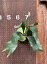 plantaの画像