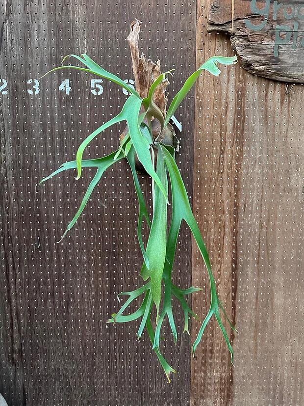 ビカクシダ　P.willnckii'Baleyi spore'1 現品販売 産地直送 groote plantage