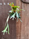 ビカクシダ P.willinckii'Double A'(P.willnckii'A plus'sporelings)2 現品販売 産地直送 groote plantage コウモリラン プラティケリウム 吊り下げ 壁掛け 観葉植物 ナチュラルインテリア 壁掛けグリーン おしゃれ インテリア