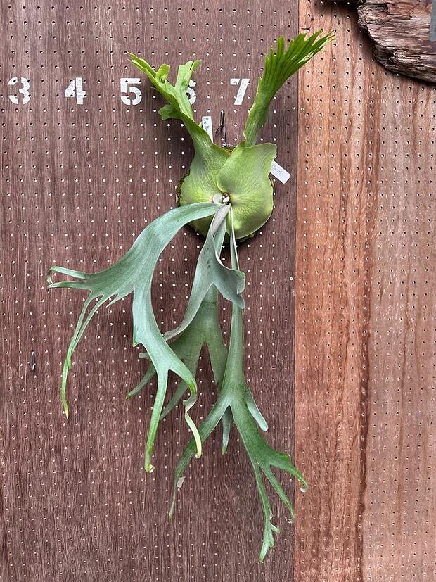 ӥP.willnckii'Flamingo spore'3  ľ groote plantage