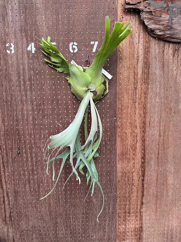 ӥP.willnckii'Flamingo spore'4  ľ groote plantage