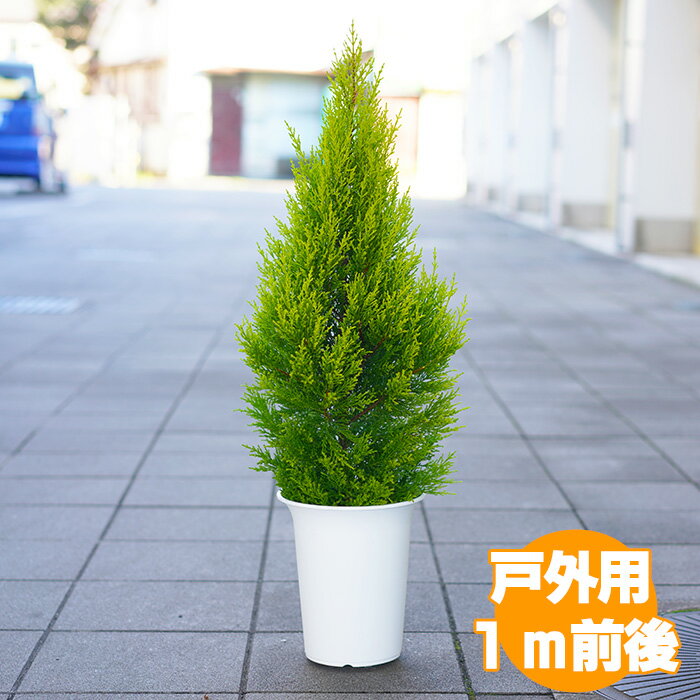 ゴールドクレスト ゴールドクレスト（戸外用） 7号 約80cm【農家直送・送料無料】【クリスマスツリー】【ラッピング・メッセージカード不可】