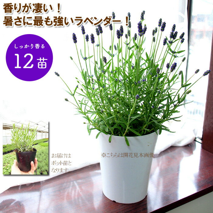 ラベンダー グロッソ 花なし ガーデニング専用株 lavender　超耐暑性のある夢のラベンダー登場です！もちろん香りも最高！