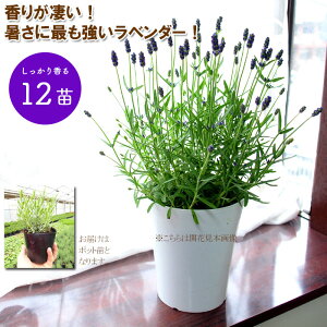 ラベンダー グロッソ【 3.5号 12苗セット】 花なし ガーデニング専用株 lavender　超耐暑性のある夢のラベンダー登場です！もちろん香りも最高！【ラッピング・メッセージカード不可】