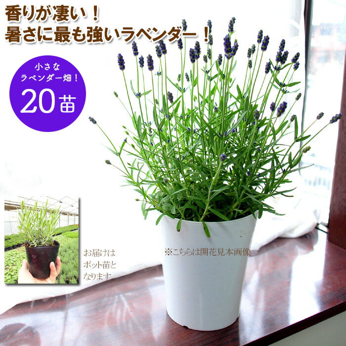 ラベンダー グロッソ 花なしガーデニング専用株 lavender　超耐暑性のある夢のラベンダー登場です！もちろん香りも最高！