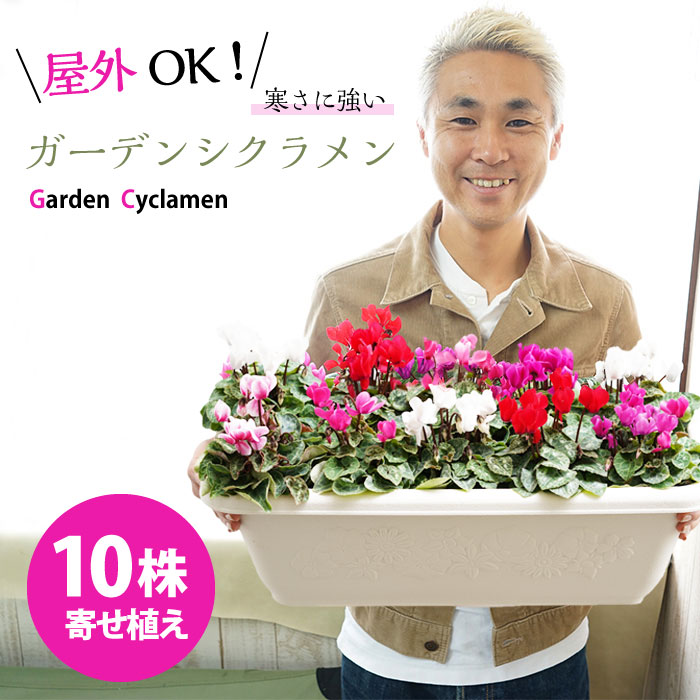 産地でプロが植えこんで直送！大きくてカラフルなガーデンシクラメンの寄せ植え プランター 花色おまかせ【ラッピング・メッセージカード不可】のサムネイル