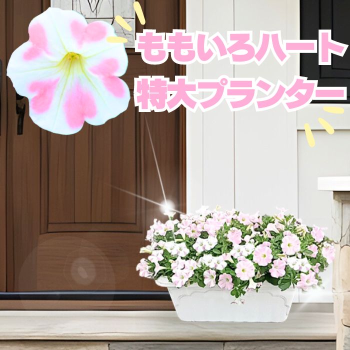 ゲキハナ 花の鉢植え サフィニア　ももいろハート　特大プランター完成品（45センチ深型プランター）【メッセージカード不可】