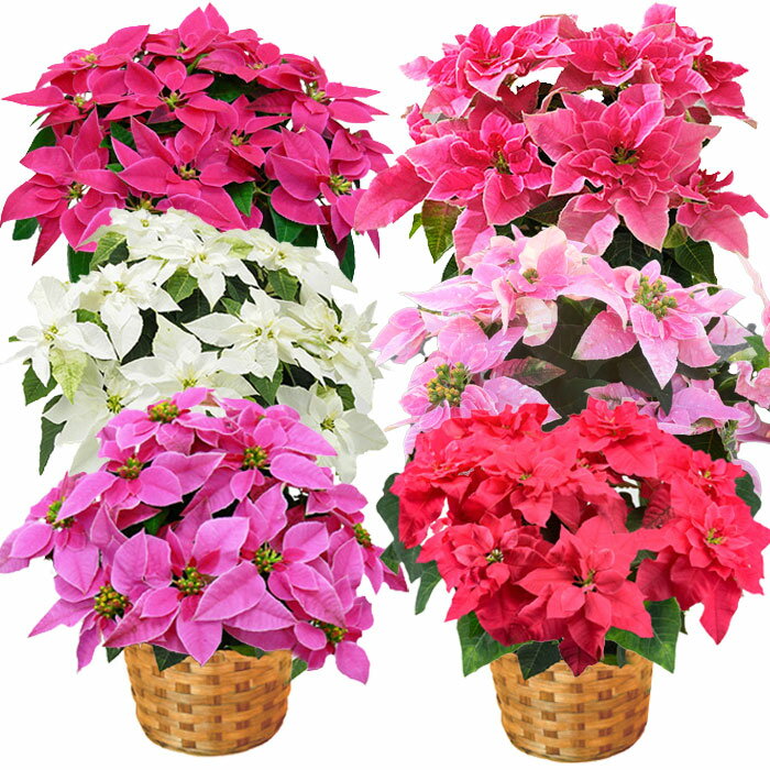 【ラッピング・メッセージカード不可】プリンセチア（ピンクのポインセチア 鉢）5号 5色から選べる！【寒冷地（北海道・東北・長野・群馬他）へのお届け不可】のサムネイル