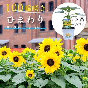 ひまわり サンフィニティ 3.5寸 3苗セット 100輪咲く 花持ち長い 夏 暑さに強い 花 【同梱・ラッピング不可】【4月下旬出荷／連休・母の日週間出荷不可】