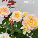 香りのバラ アルページュ ばら 6号 大苗 ピンク イエロー 色変わり ブッシュ 四季咲き いい香り たくさん咲く