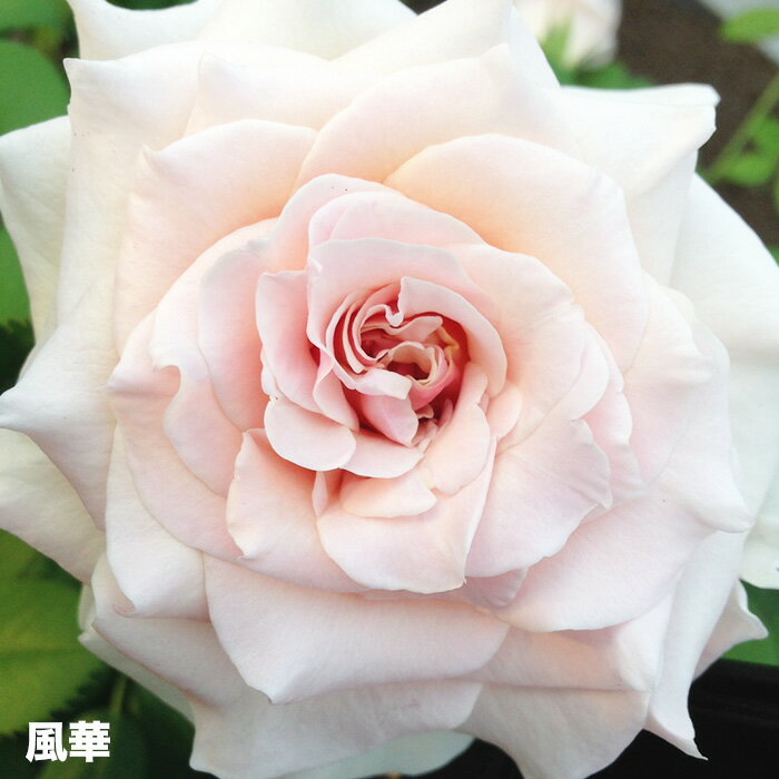 香りのバラ 風花 ばら 6号 大苗 ピンク ホワイト よく咲く 四季咲き つるバラ