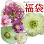 【お1人様2セット限り】福袋 クリスマスローズ(2株セット福袋)4.5寸〜5寸の開花株(育種途中品) 先着30名様!プリマドレスやゴールドダブルが必ず入る!横山園芸のクリスマスローズのみ!!
