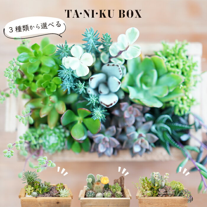 【産地直送】多肉 木箱の寄せ植え【多肉BOX】 お手入れカンタン・室内OK！インテリアやギフトにぴったり！ ミニチュア雑貨などと一緒に飾って楽しもう♪ジオラマ 多肉植物 鉢 送料無料 受注生産【メッセージカード可】