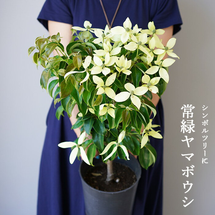 ゲキハナ 花の鉢植え 【現在葉が枯れた状態】常緑ヤマボウシ（山法師） 7号 品種：月光　ハナミズキの親戚のお花です。庭植えでシンボルツリーに 鉢植えにもオススメ